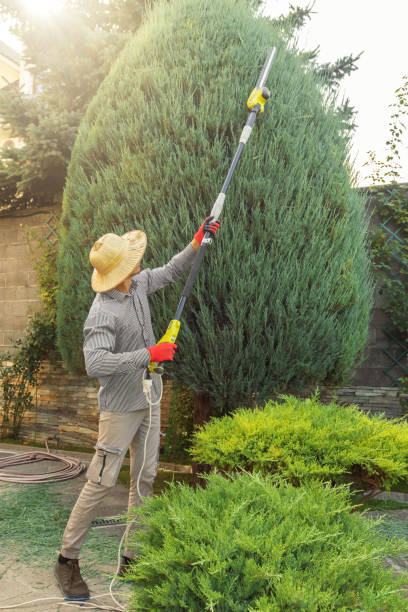 How Our Tree Care Process Works  in  Clearlake Oaks, CA